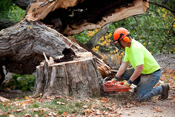 Tree Service Company in Cambridge, NE